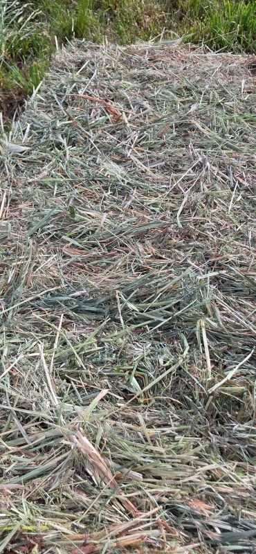 hay