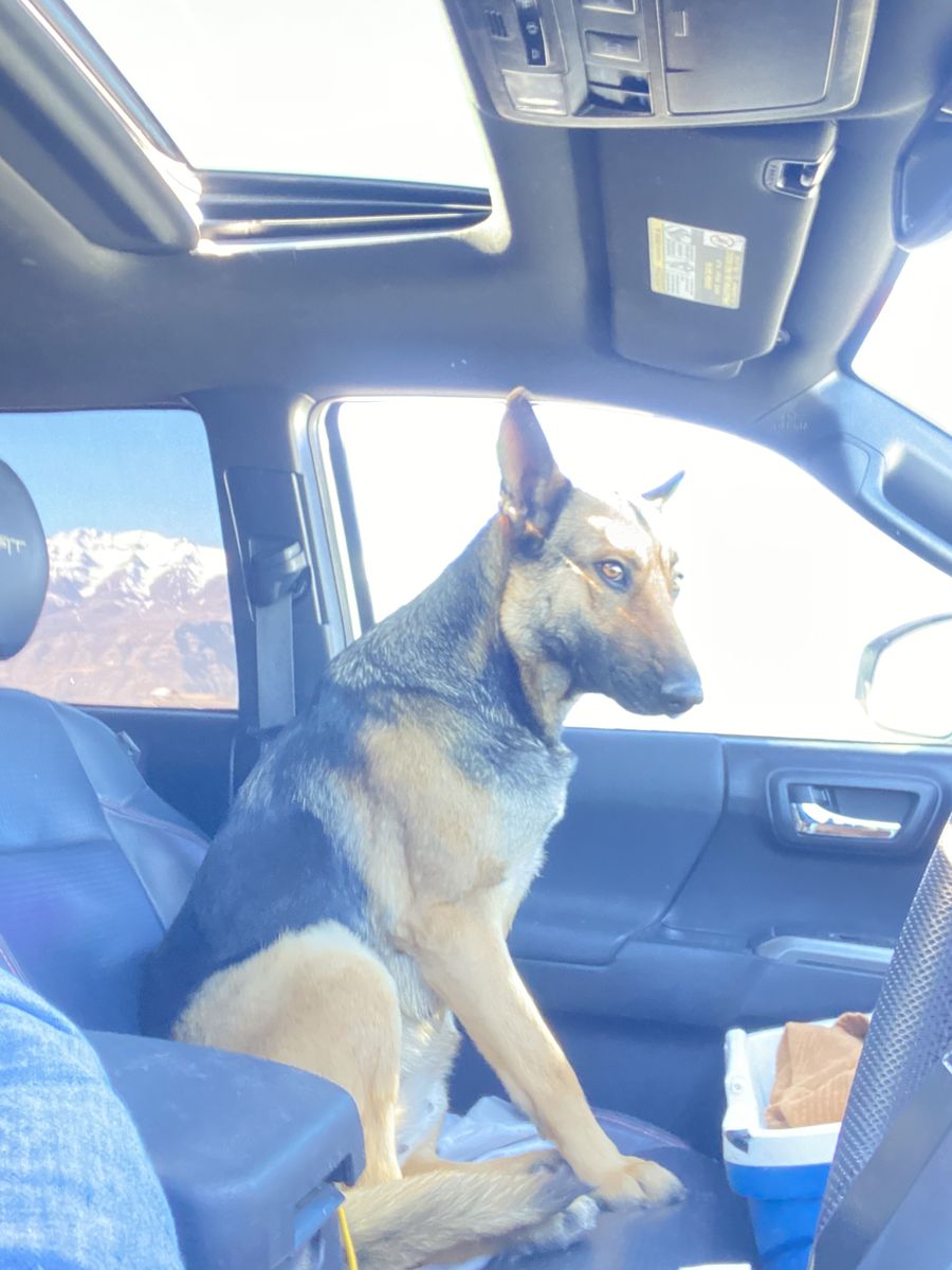Belgian malinois 