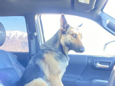 Belgian malinois
