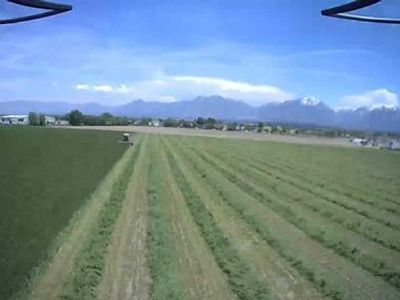 1st Crop Hay
