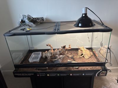 Baby Albino ball Python With everything Youll Need