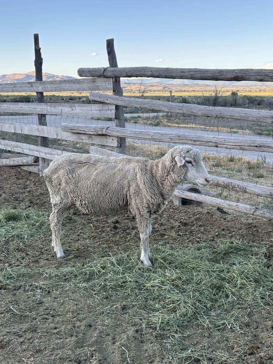 Ewe and 2 lambs