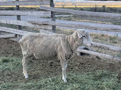 Ewe and 2 lambs