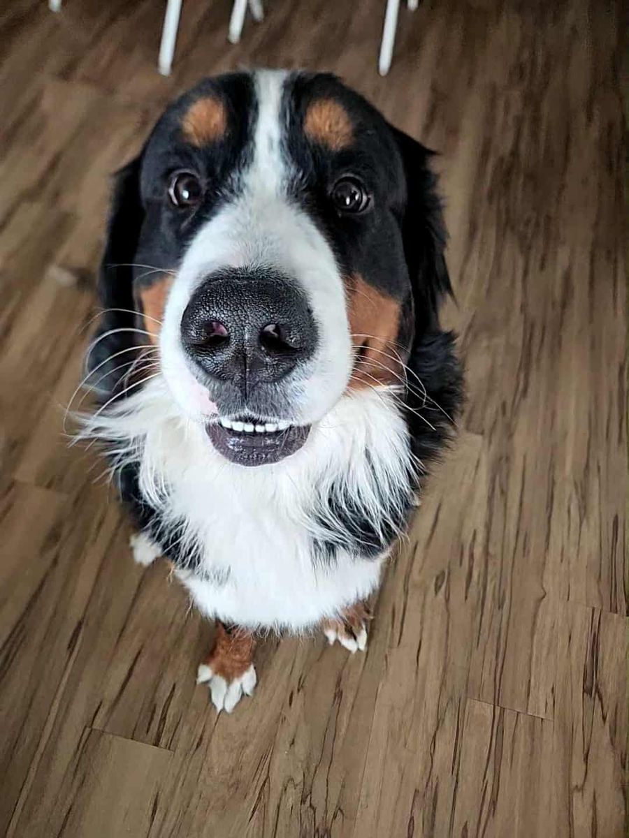 Male and Female Burnese Mountain dogs for adoption.