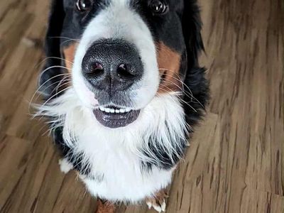 Male and Female Burnese Mountain dogs for adoption.