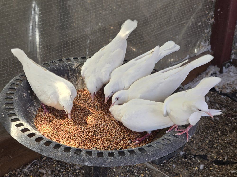 White Ringneck Doves
