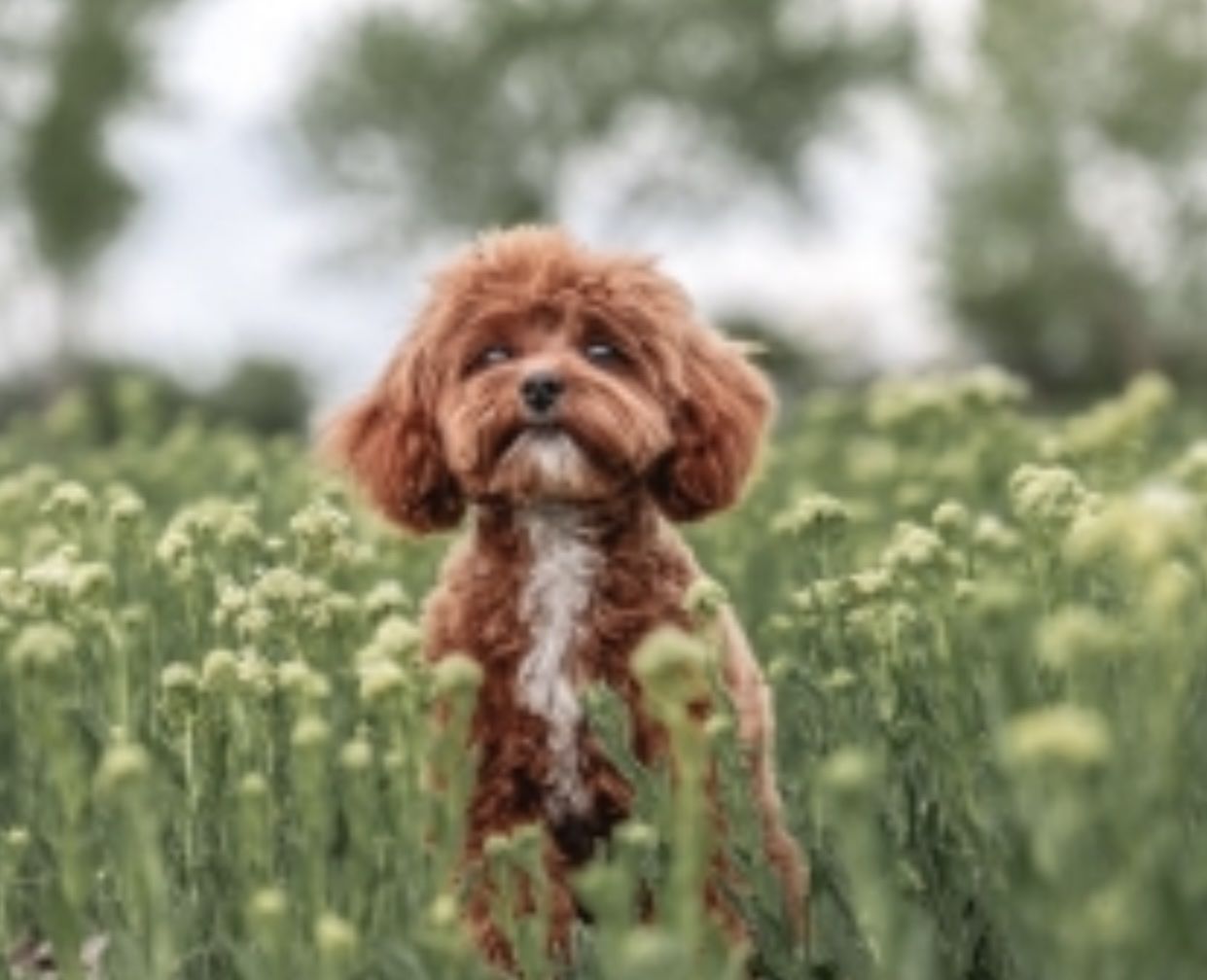 Tiny cavapoo stud