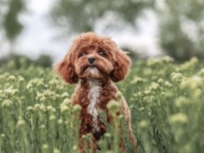 Tiny cavapoo stud