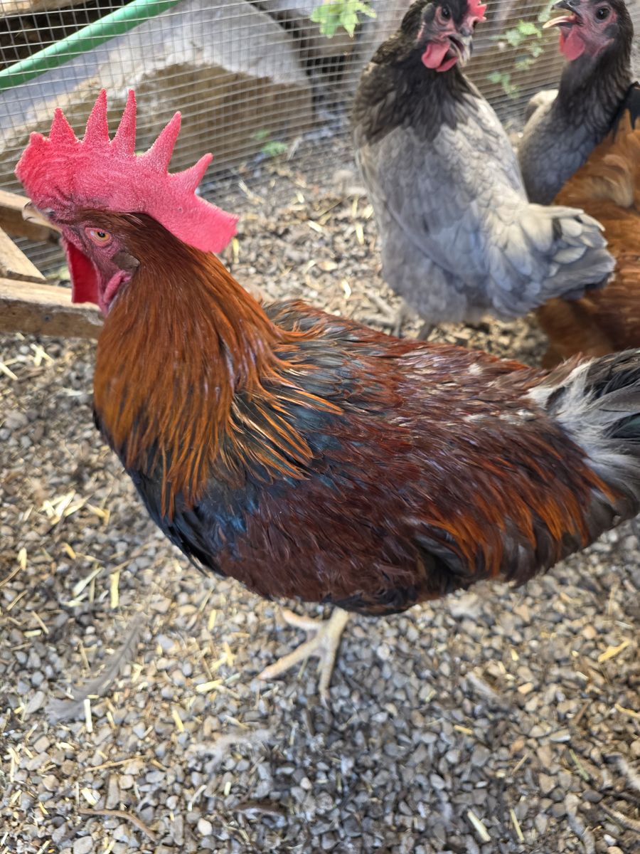 Free Rooster
