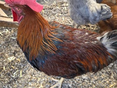 Free Rooster