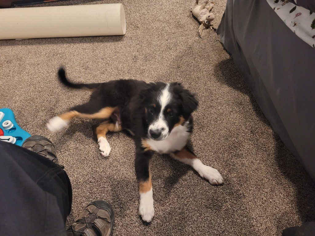 Australian Shepherd