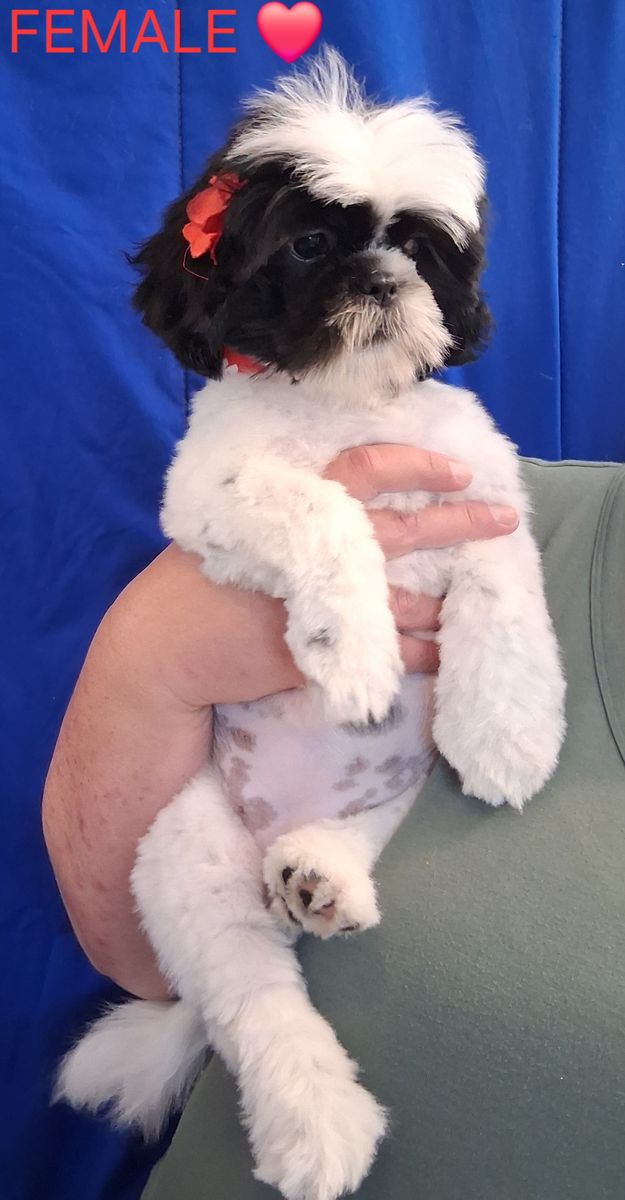 SHIH TZU PUPPY FEMALE & SUPPLIES 