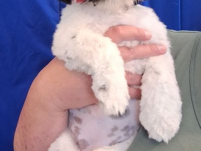 SHIH TZU PUPPY FEMALE & SUPPLIES