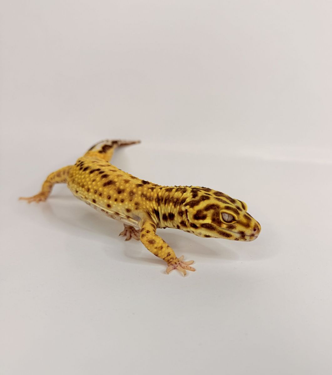 Leopard Gecko