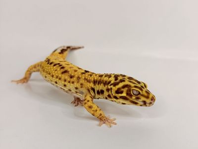 Leopard Gecko