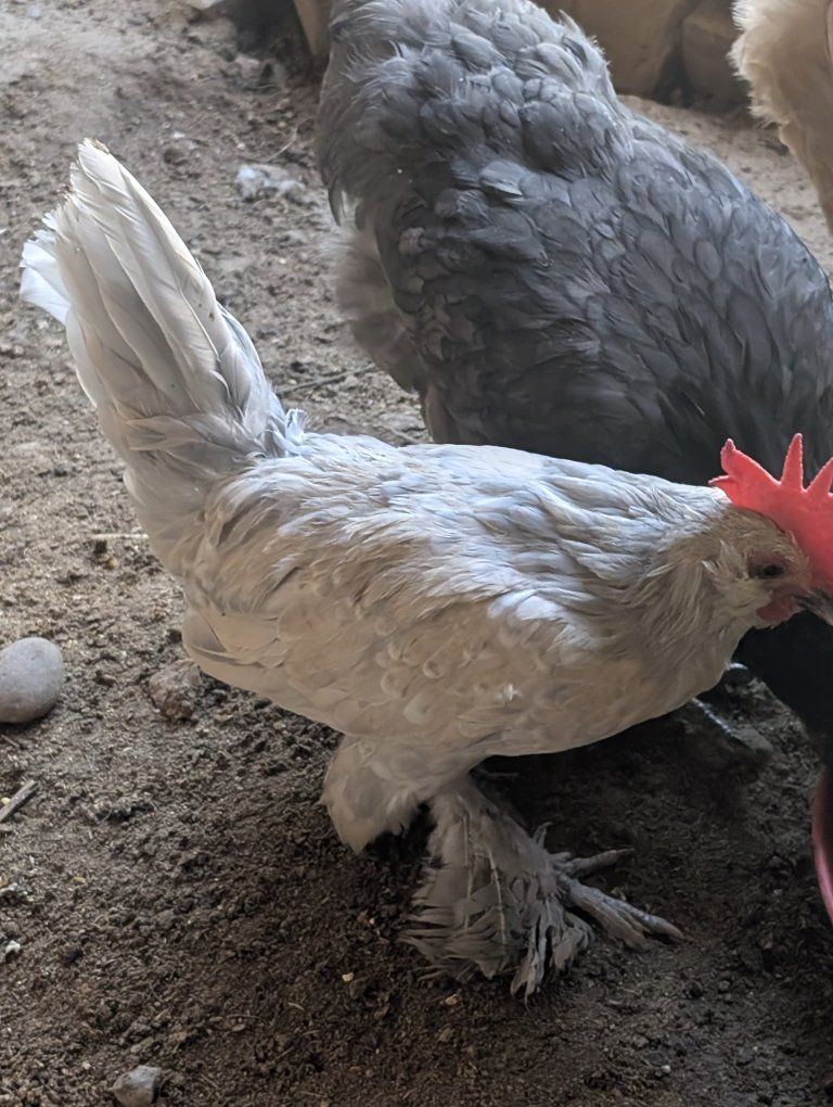 Bantem rooster free
