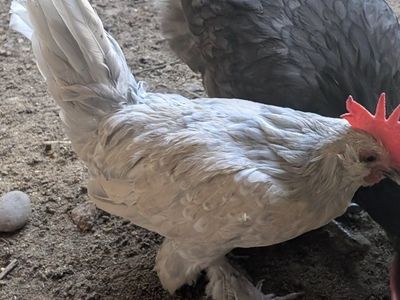 Bantem rooster free