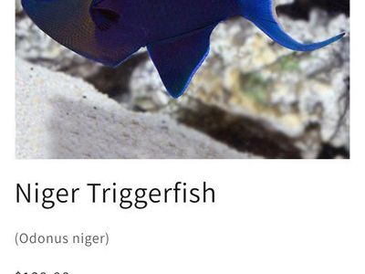 niger triggerfish
