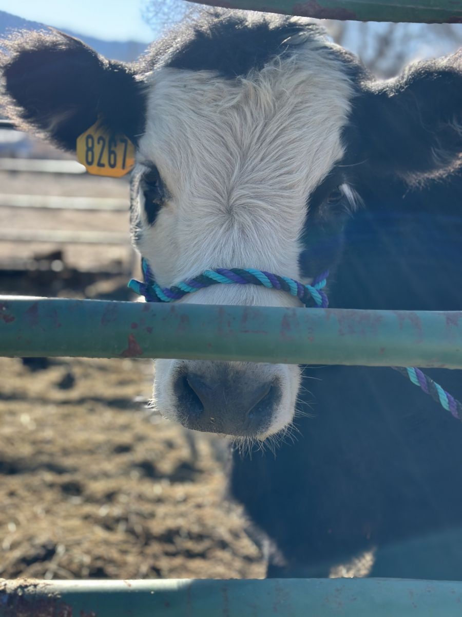 2 Halter Broke Show Calves!