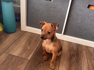 Only 1 girl left!! 8 week old Mini Pin / Chihuahua Puppies – Ready Now!!