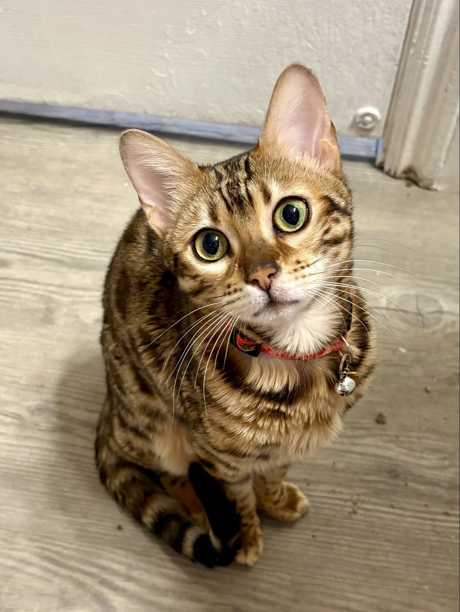 Purebred Female Bengal Kitten
