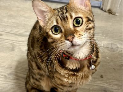 Purebred Female Bengal Kitten