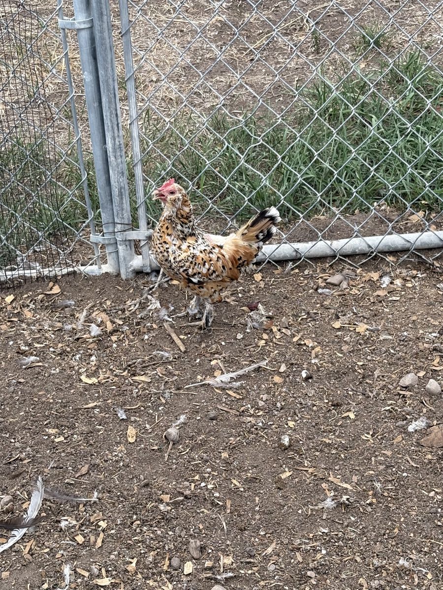 Chickens and chicks 