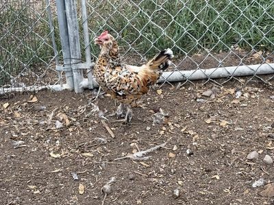 Chickens and chicks