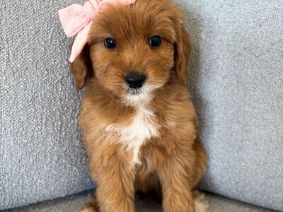 GIRL Toy Goldendoodle- THERAPY & FAMILY PUPPY