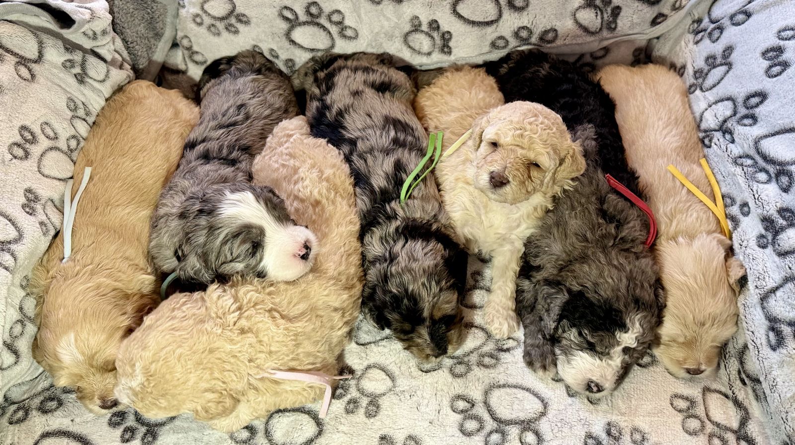 Mini Bernedoodles Rare Clear Genes Blue Eyes Merle & Cream/Apricot coloring. Like Goldendoodles in temperament.
