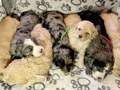 Mini Bernedoodles Rare Clear Genes Blue Eyes Merle & Cream/Apricot coloring. Like Goldendoodles in temperament.