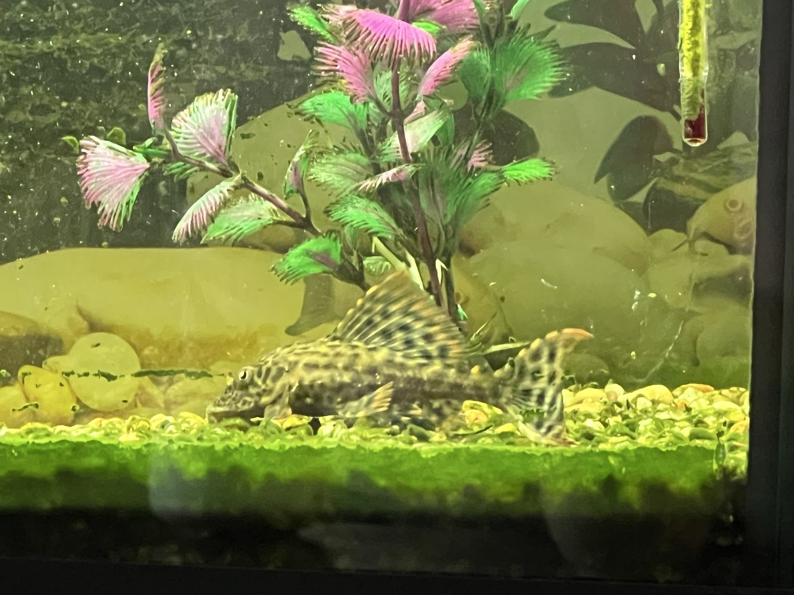 Pleco, *Is Still Availble*