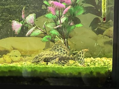 Pleco, *Is Still Availble*