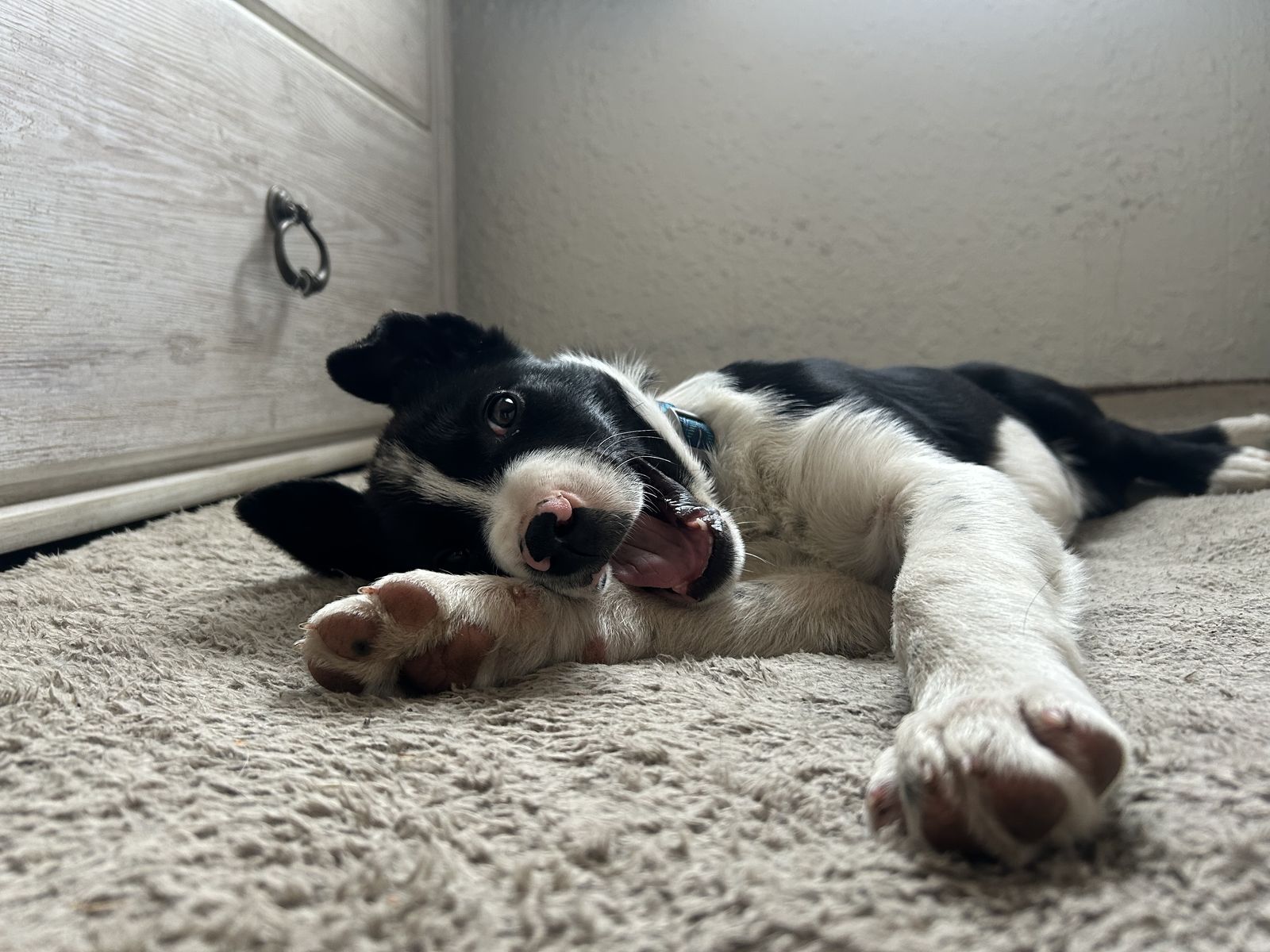 Border Collie