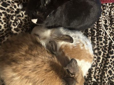3 female holland lop/lion head bunnies!