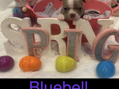 SPRING AKC BOSTON TERRIER PUPPIES ARE HERE!