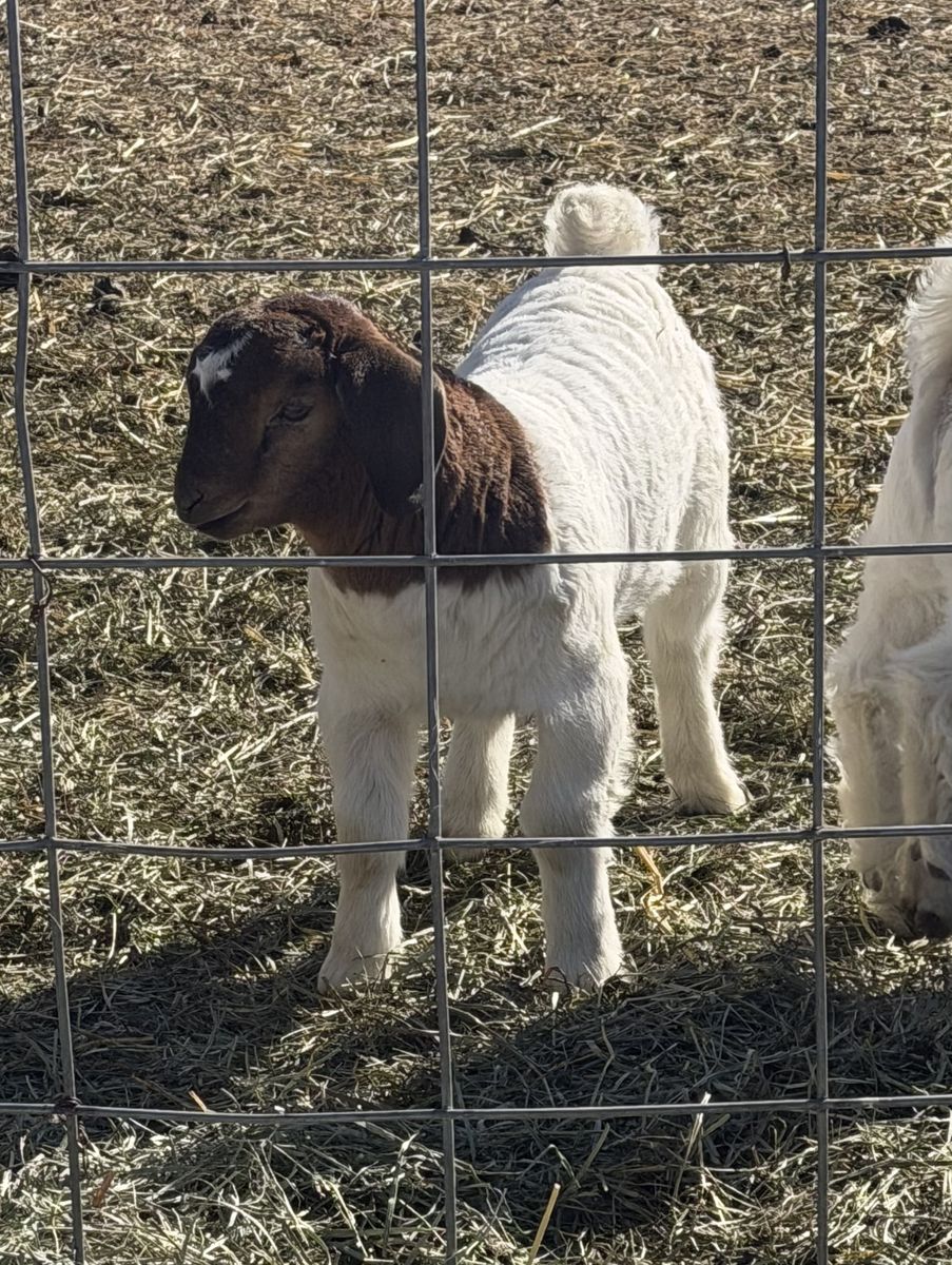 Wethers Or Bucks  Competitive Starting Price $500