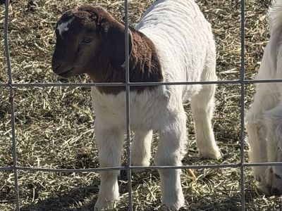 Wethers Or Bucks Competitive Starting Price $500