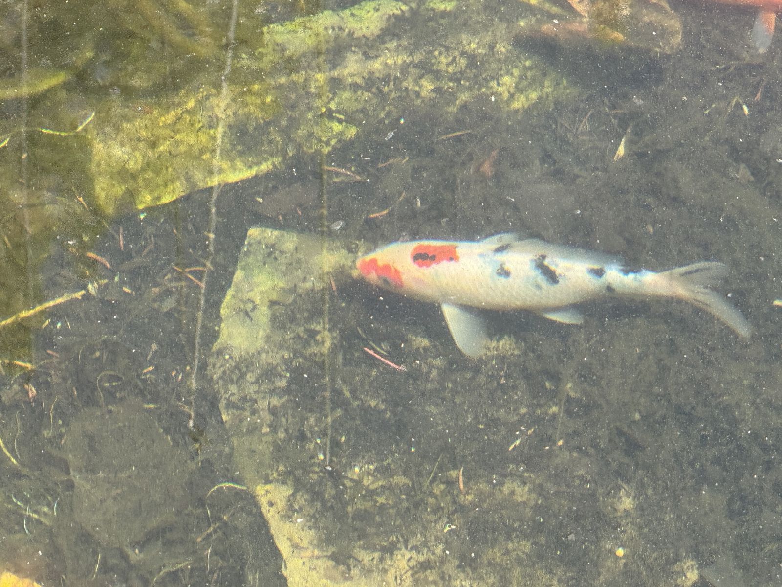 Koi Fish Free to Good Home