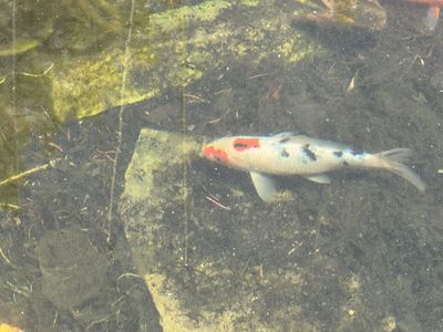 Koi Fish Free to Good Home