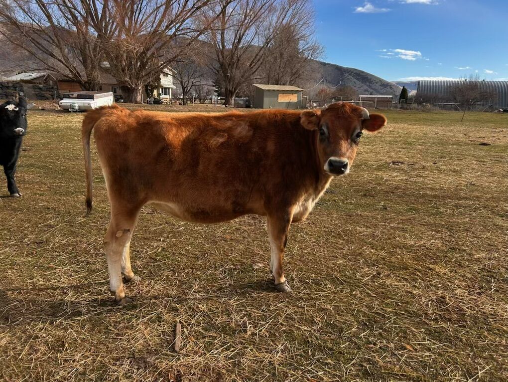 2 Yr Old bred Jersey Heifer