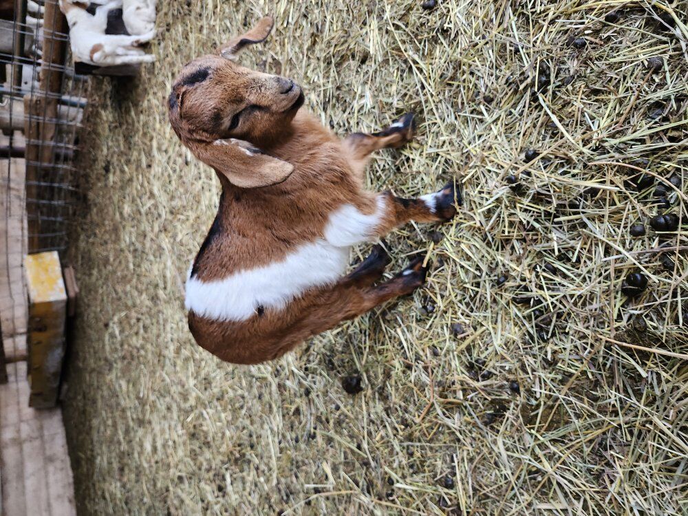 female boer bottle baby