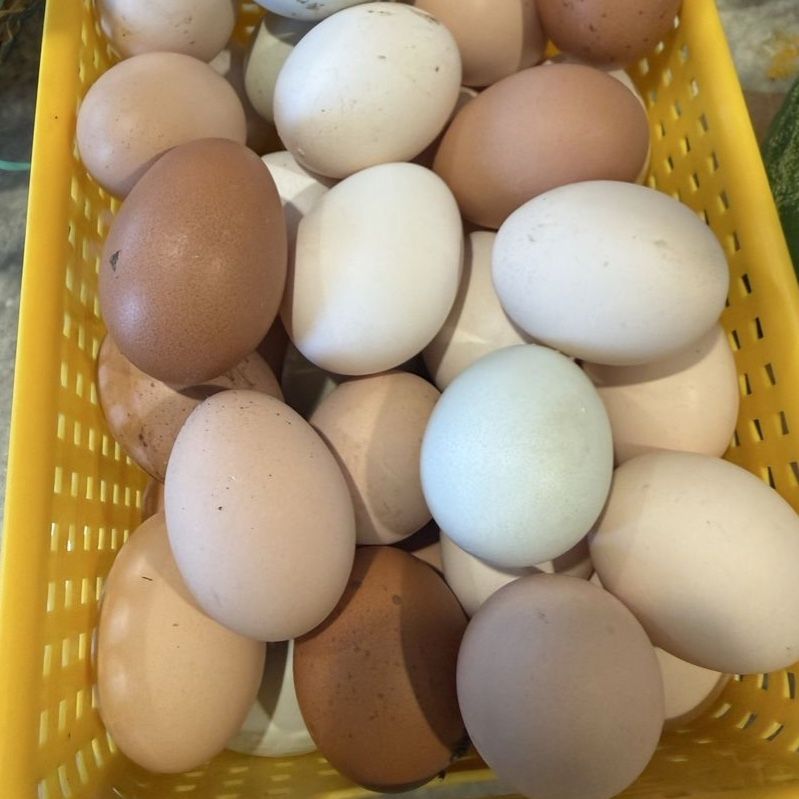Fresh Farm Eggs Assorted Colors Farm Fresh Dozen