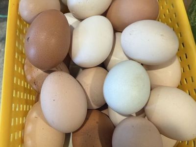 Fresh Farm Eggs Assorted Colors Farm Fresh Dozen