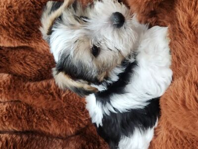 yorkie puppy's 14 weeks