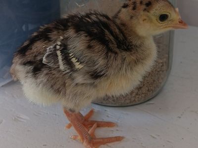 turkey chicks