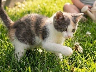 female calico friendly baby kitten