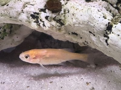 Rosy Minnows