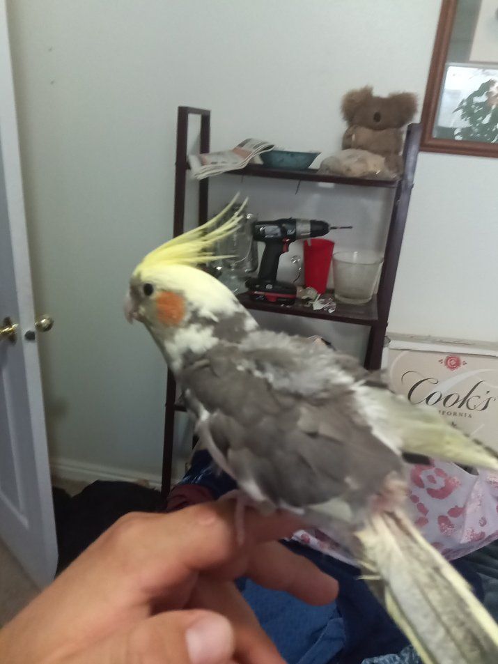 iso unwanted pet birds
