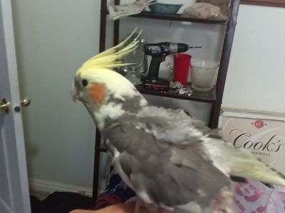 iso unwanted pet birds